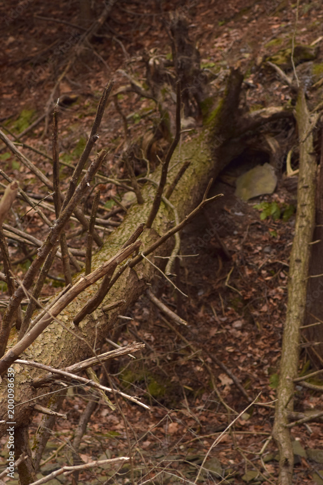 Fallen tree with tangled branches. Fallen tree with tangled branches.
