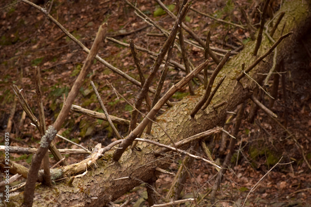 Fallen tree with tangled branches. 