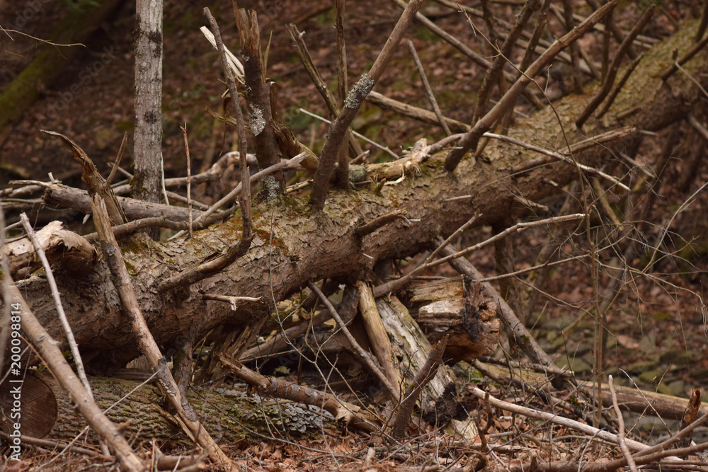 Fallen tree with tangled branches. 