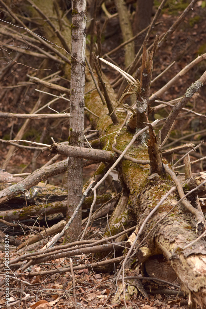 Fallen tree with tangled branches. Fallen tree with tangled branches.