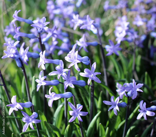 Fototapeta Naklejka Na Ścianę i Meble -  Beautiful blue hyacinth flowers on a background of green grass in a garden.Concept nature.