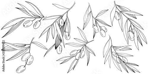 Olive tree in a vector style isolated. Full name of the plant: Branches of an olive tree. Vector olive tree for background, texture, wrapper pattern, frame or border.
