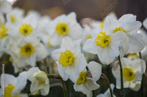 Fototapeta Naklejka Na Ścianę i Meble -  Daffodils