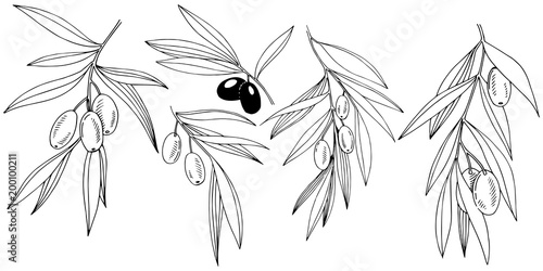 Olive tree in a vector style isolated. Full name of the plant: Branches of an olive tree. Vector olive tree for background, texture, wrapper pattern, frame or border.