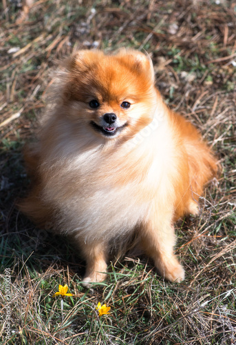 Spitz, a beautiful dog with waving hair in the wind, a domestic pet next to the first spring flowers - crocuses