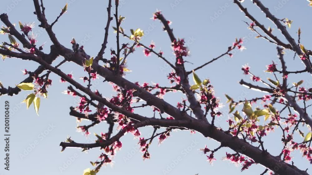 Apricot blossoms in spring with leaves emerging. Apricot blossoms in spring with leaves emerging.