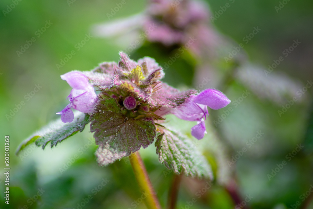 Obraz premium Lamium purpureum