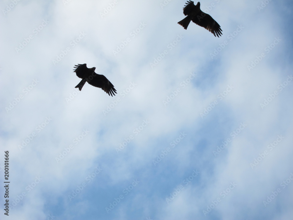 大空を羽ばたく鳥 Stock 写真 Adobe Stock