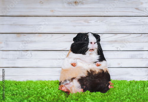 A funny guinea pig sits on a green grass on a grey wooden background and looks at the viewer in amazement. The concept of surprise, fright and refusal of anything.