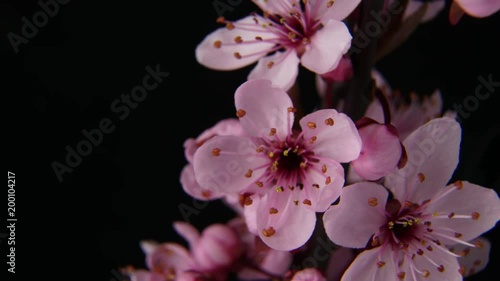 4K macro time lapse video of a beautiful cherry fruit tree flower growing on a black background/Cherry flower blossoming 4k macro time lapse