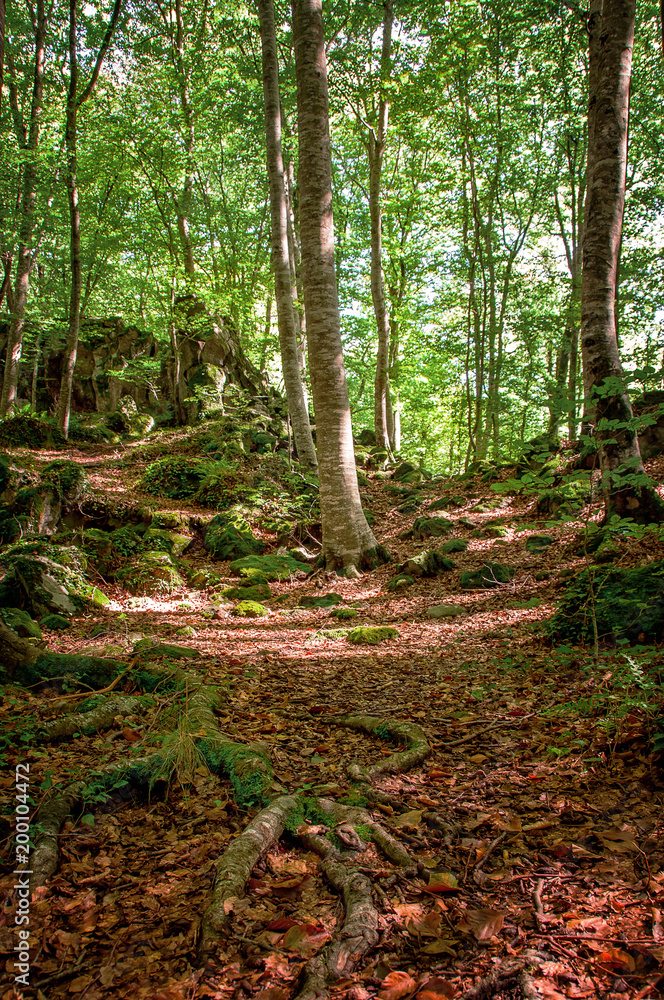 Beech forest in Spain. Beautiful landscape in the forest in autumn.