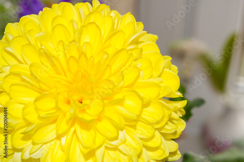 Bright yellow Sunny fluffy chrysanthemum flower in bouquet