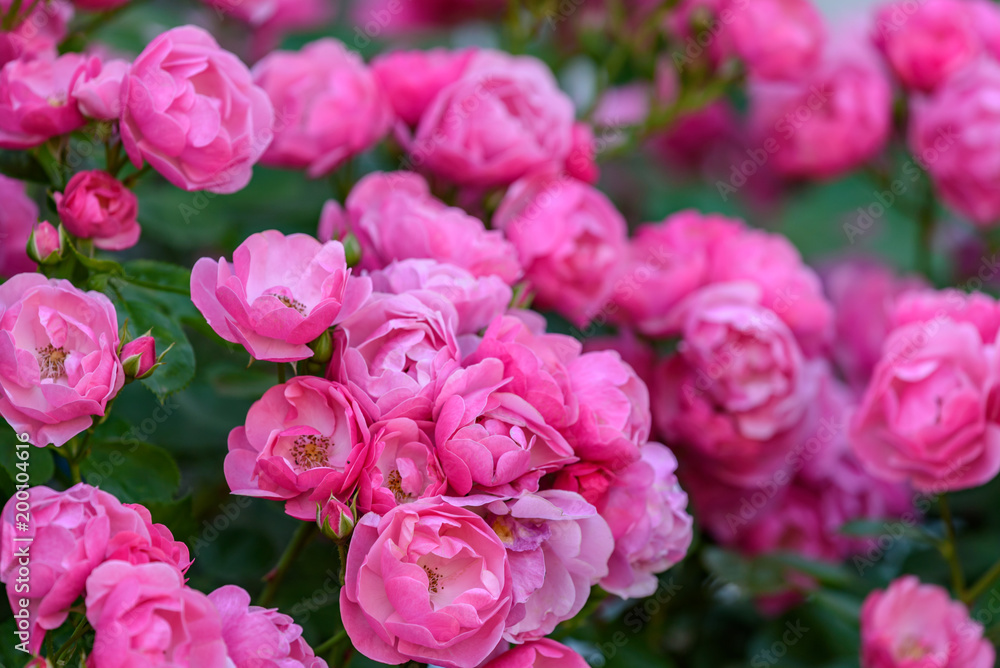 ピンク色の満開のバラの花 ピンク色の満開のバラの花