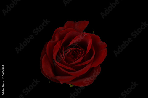 Rosa sobre fondo negro  detalle visto desde arriba