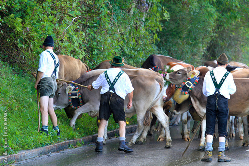 Viehscheid - Herde - Hirten - Allgäu - Obermaiselstein - Herbst - Almabtrieb photo