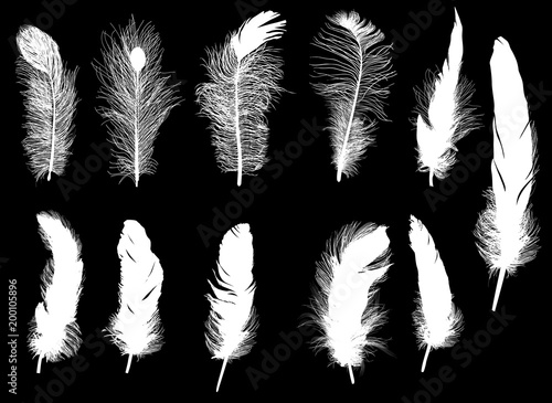 eleven light feathers isolated on black