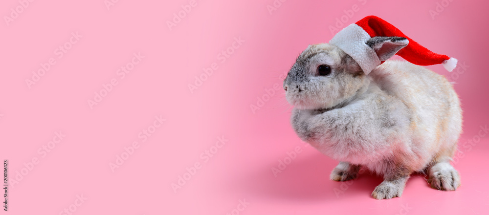 Obraz premium fluffy brown bunny wear santa claus hat sit on clean pink background, little rabbit and copy space for text