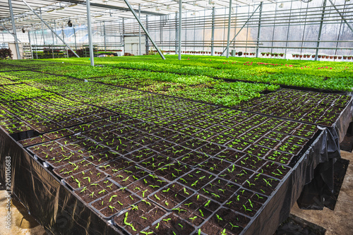 Organic hydroponic ornamental plants cultivation nursery farm. Large modern greenhouse