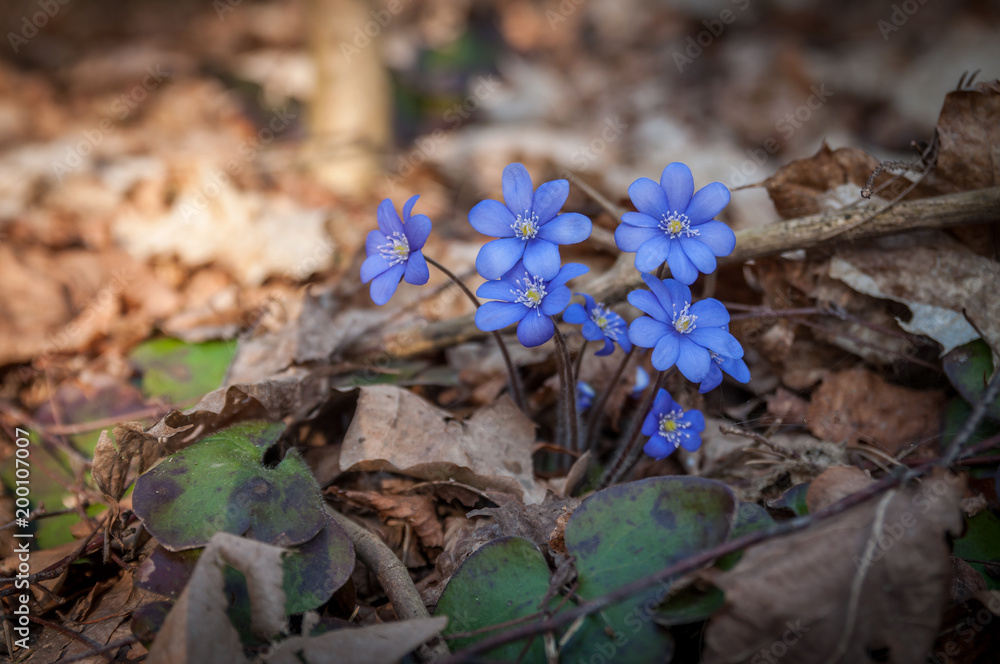 Early spring beautiful flowers - Hepatica nobilis Early spring beautiful flowers - Hepatica nobilis