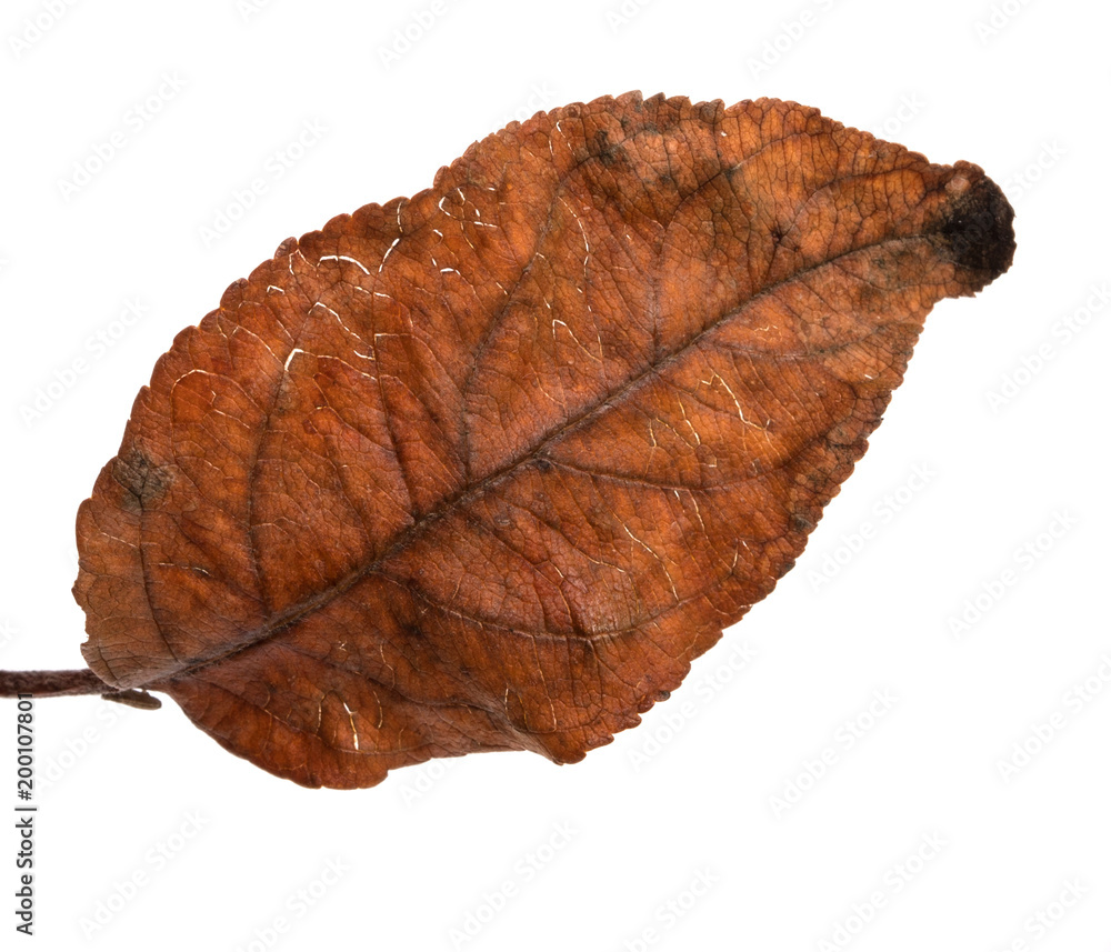 old dry apple leaf. Isolated on white background old dry apple leaf. Isolated on white background