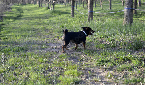 Fototapeta Naklejka Na Ścianę i Meble -  miniature pinscher dog in nature