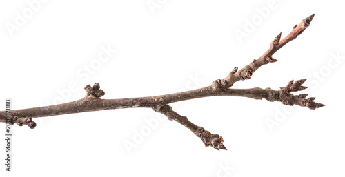 part of a dry twig isolated on white isolated background