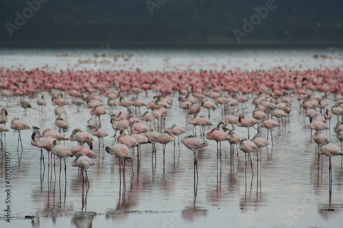 Lake Nakuru flamingoes