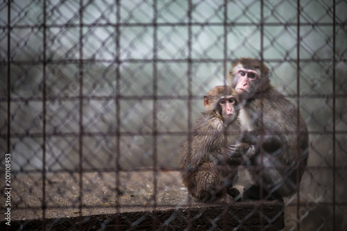 Sad monkeys behind bars in captivity photo