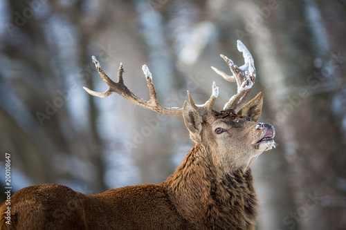 Bull Elk Bugling