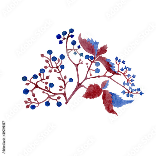 wild grape branch. Watercolor hand drawn grape branch with blue berries ans lezves. Deorative element can be used as print  element design invitations  greeting card  packaging design  testile.