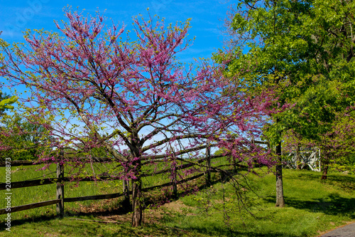 Pink blossom tree in front of blue sky, beautiful weather, landscape, village