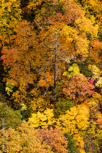 Close -up autumn tree at mountain