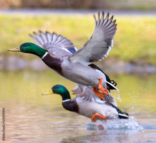 two ducks are waving the wings and are just flying off the lake.. Fototapet