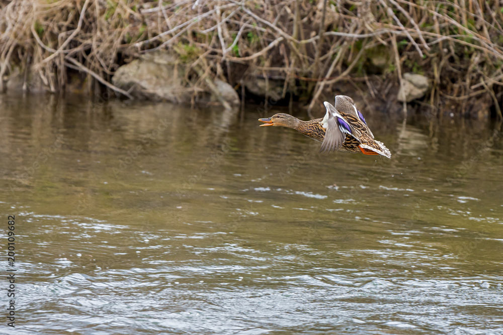 Wild duck flying over the river