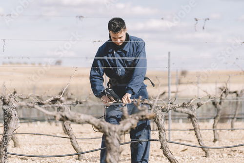 Schilderij op canvas Young man working in agriculture. Vineyards of grapes.