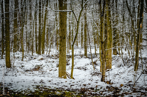 Fresh snow on a small forest of green tree trunks