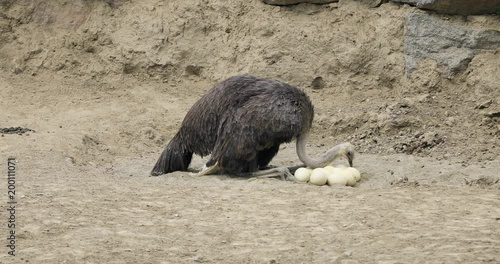 Ostrich inspects its eggs in nest