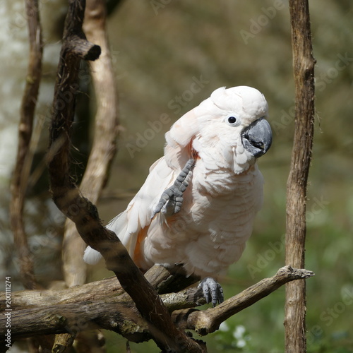 cacatoes des Moluques