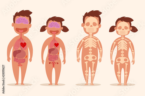 Human internal organ. Male and female skeletons. Anatomy of the body of a man and a woman. Vector cartoon illustration isolated on white background.