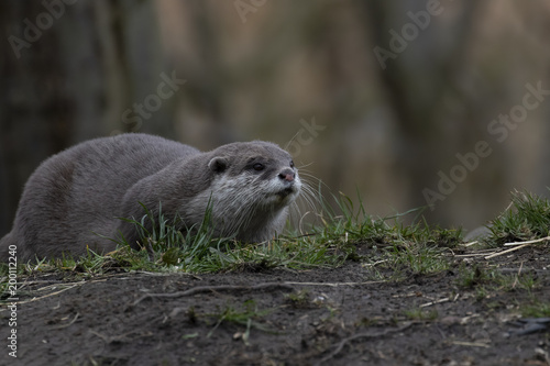 Oriental Short-clawed Otter, Aonyx cinereus, laying low at eye level looking towards camera.