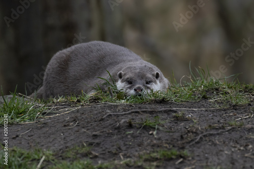 Oriental Short-clawed Otter, Aonyx cinereus, laying low at eye level looking towards camera.