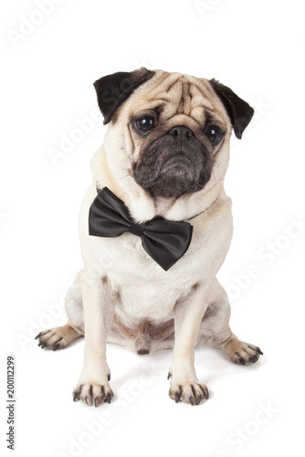 elegant and stylish pug dog with bow tie © Christielakierephoto