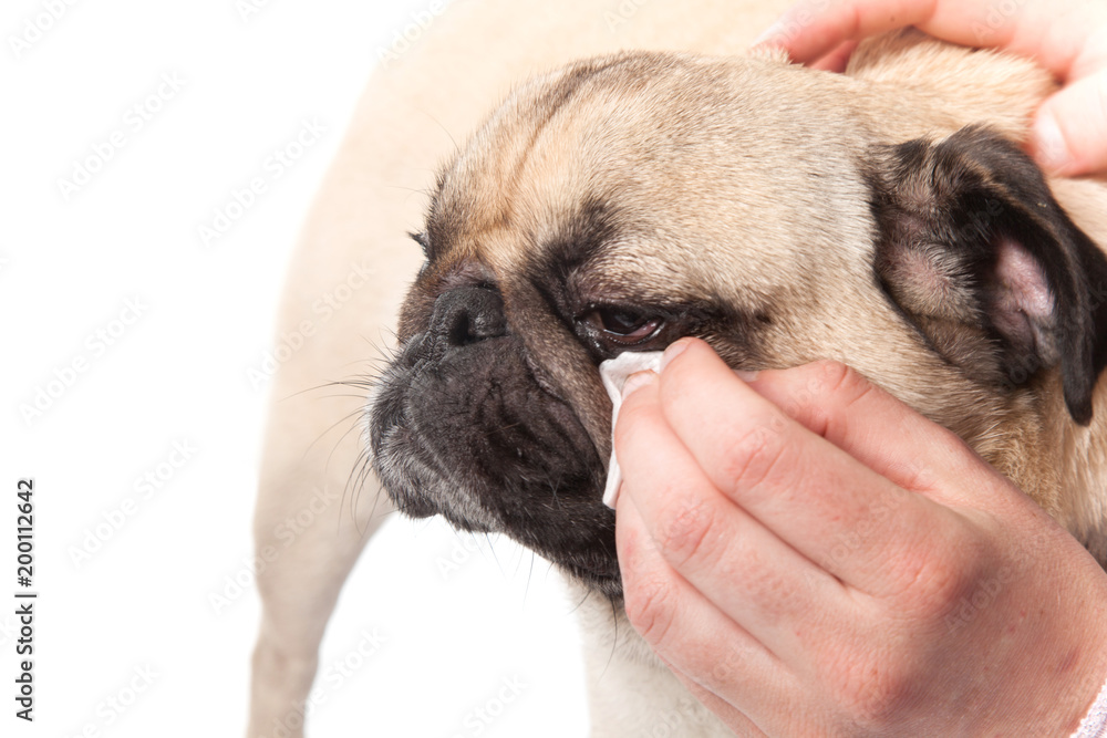 unhappy dog when woman clean eye dog with medical compress
