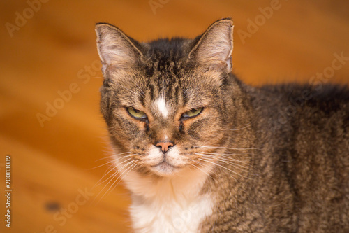 Fényképezés Cranky Old Cat Glaring at Camera
