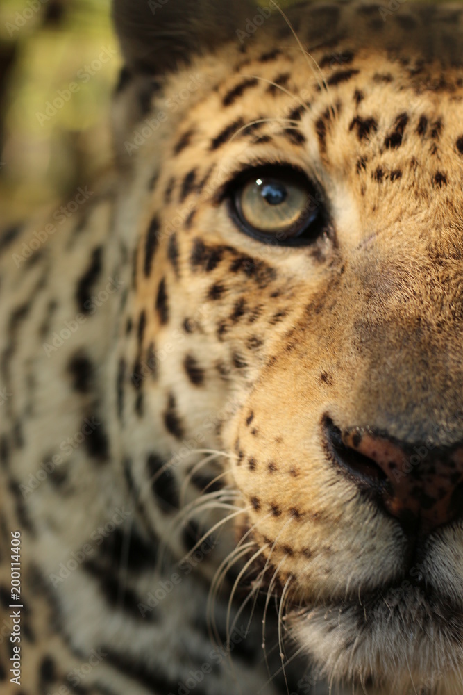 Obraz premium Close up Portrait / Face of a Big Cat / Leopard 
