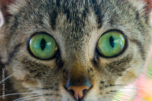 eyes green cat