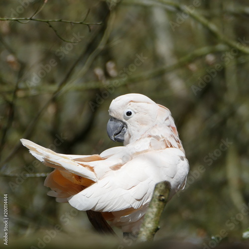 Demi-tour d'un cacatoes des Moluques 