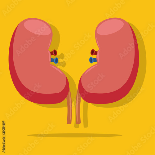 Kidney flat vector icon isolated on yellow background. Medical illustration of a healthy internal human organs.