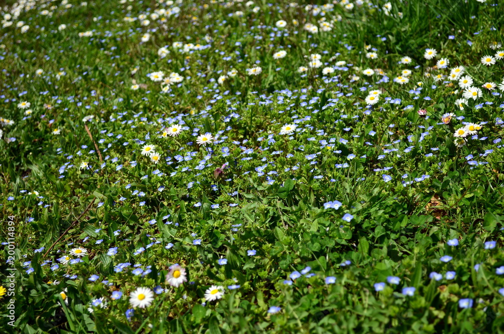 Hintergrund Frühlingswiese