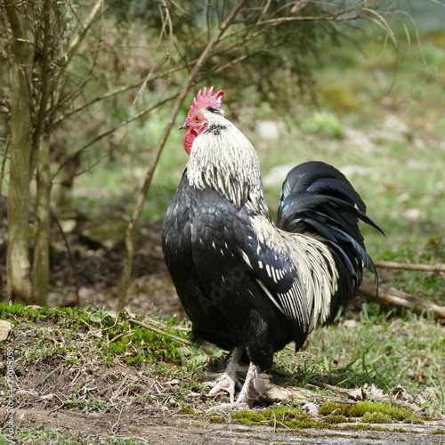 Le coq surveille ses arrières